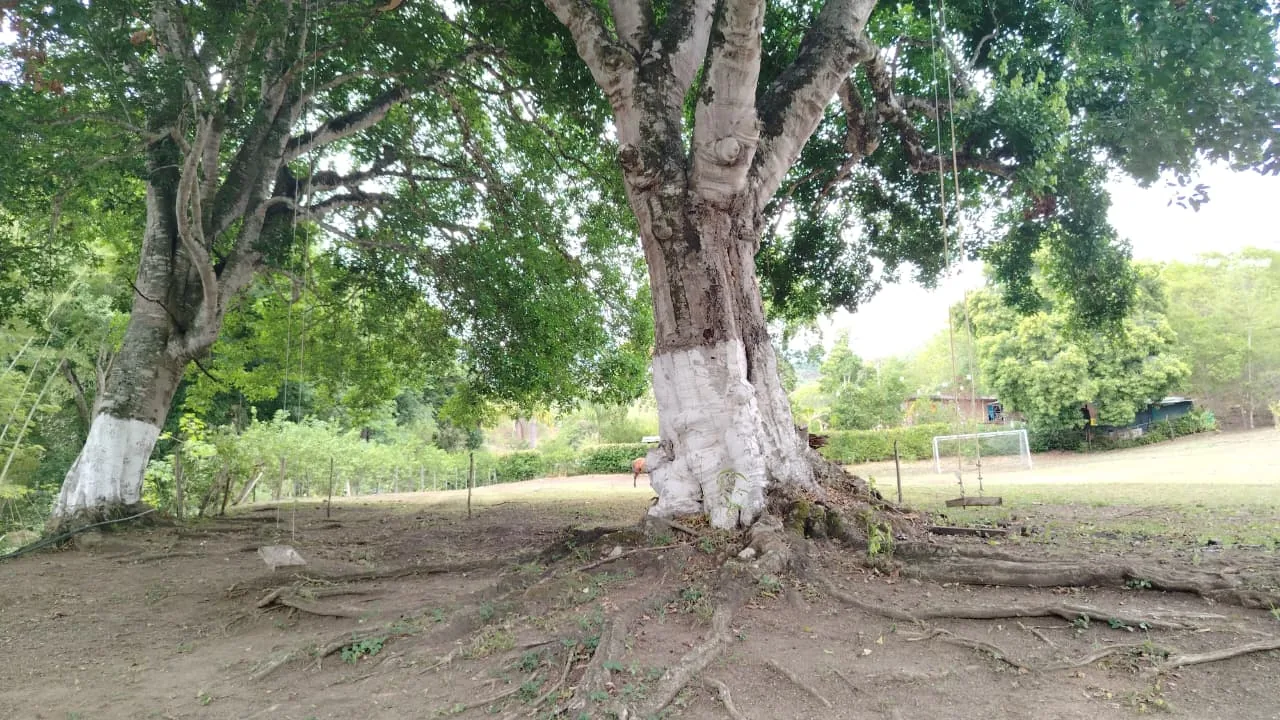 Árboles y zona de descanso campestre